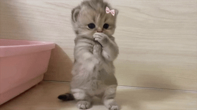 cutecat.gif